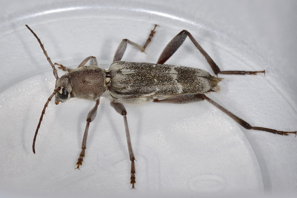 Xylotrechus stebbingi